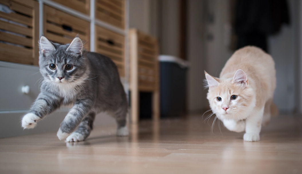 What kind of flooring of your chicken run?