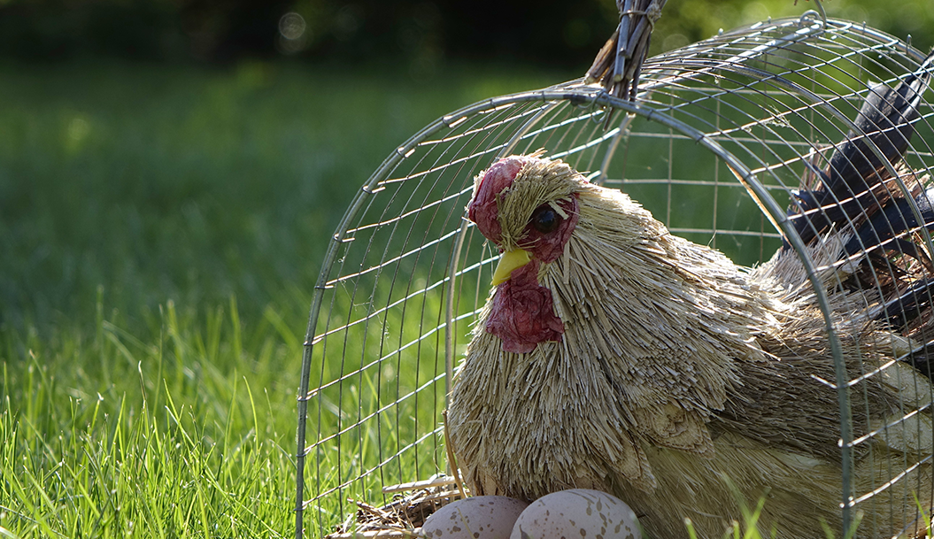 What type of the nest box will you choose?