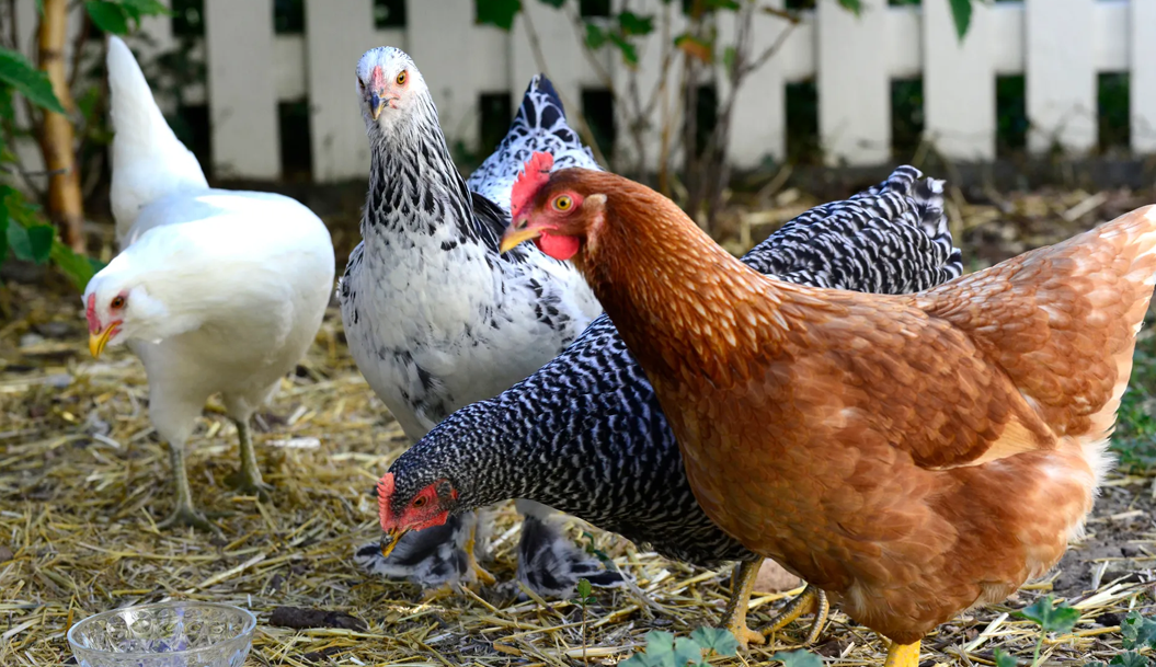 What can we do to secure the chicken run?