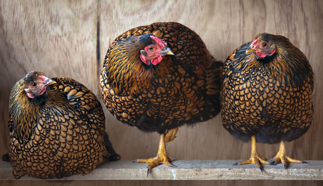 Hot selling for China fir wood chicken house poultry farm customized chicken coop