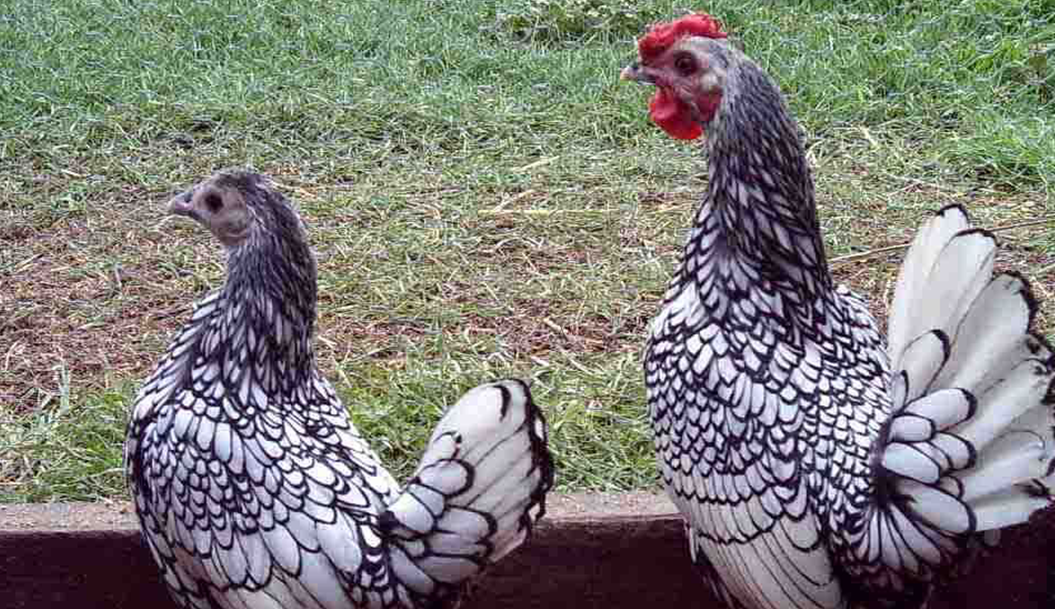 Pick up a luxury chicken house for your hens- chicken coop