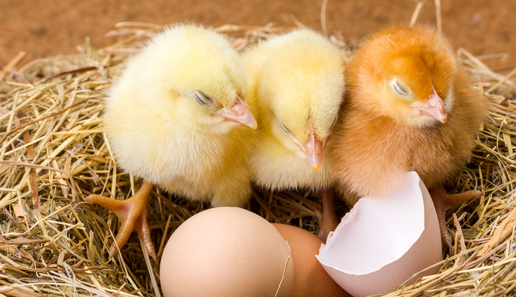 What kind of the chicken coop is the best for our hens?