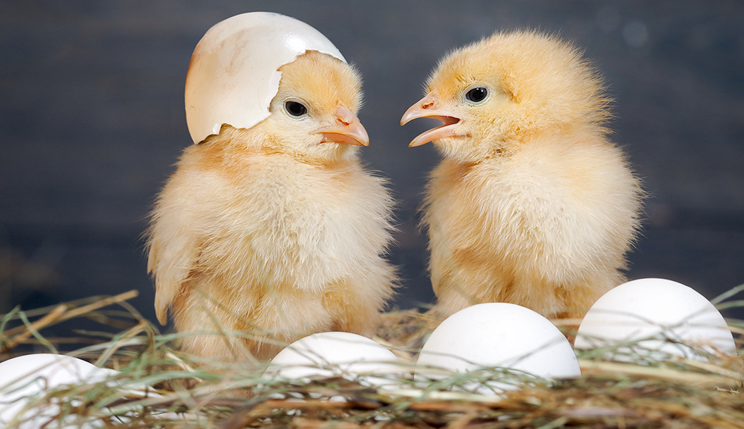 How big should your chicken runs be?