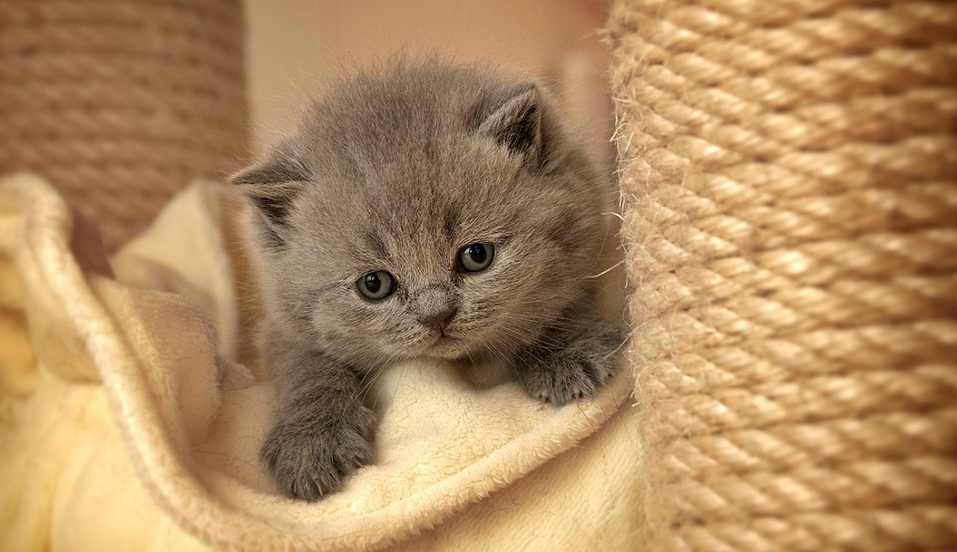 How to keep your cats safe during winter?