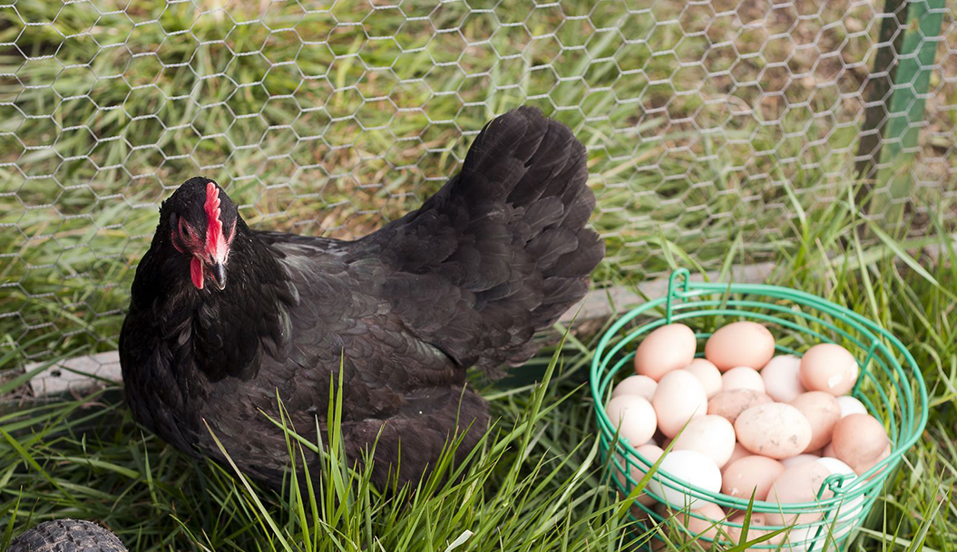 Why are the most of the chicken coops off the ground?