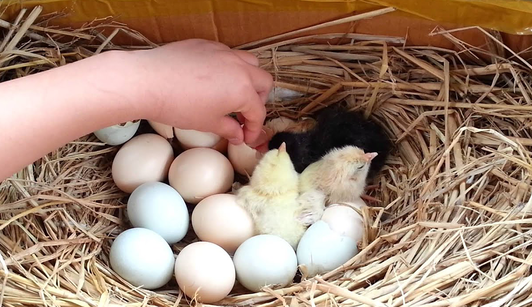 The more space your chickens live in , the much happier they will be!