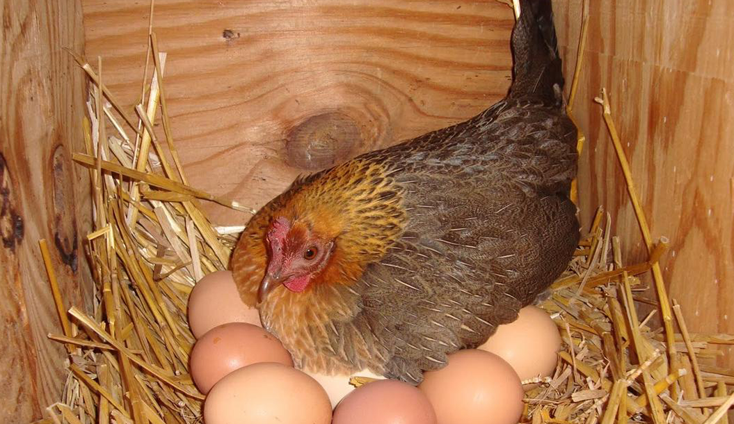 Choose a chicken coop which is easy to assemble