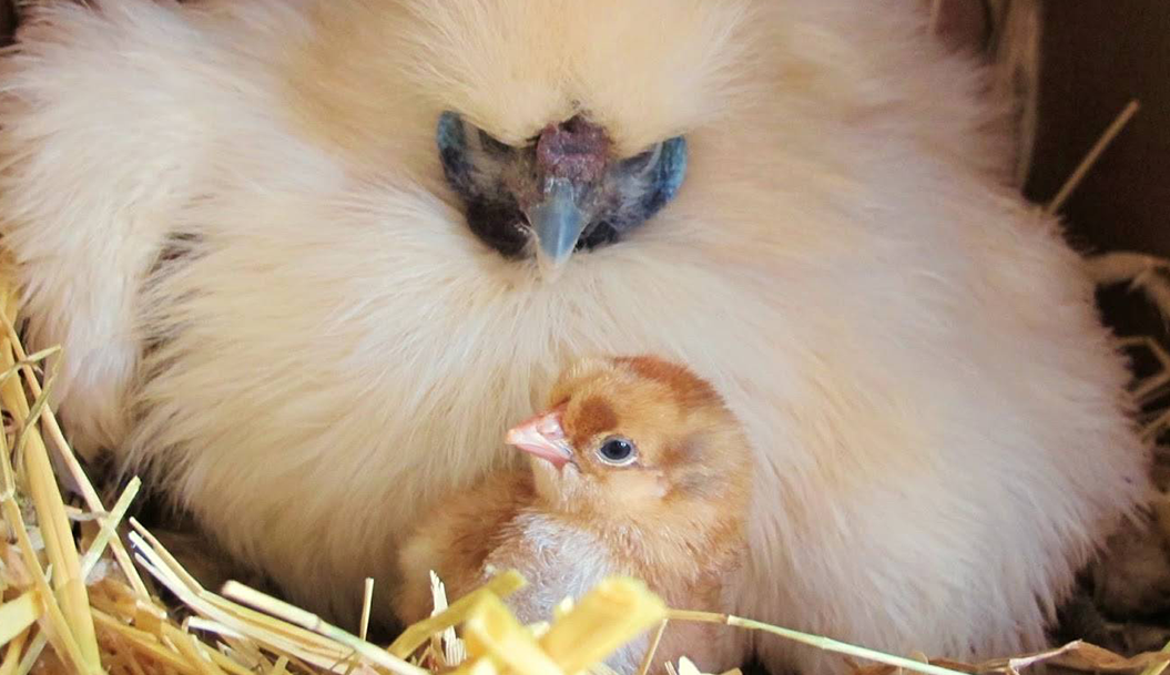 What preparations do you need as a raising chicken beginner?