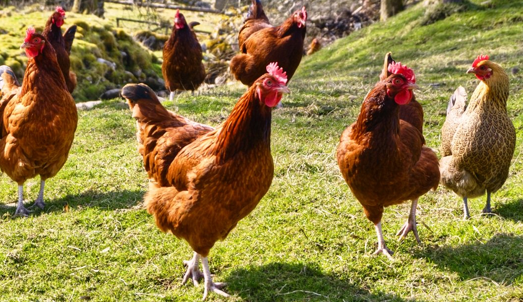 Happy Chickens and Their Owners