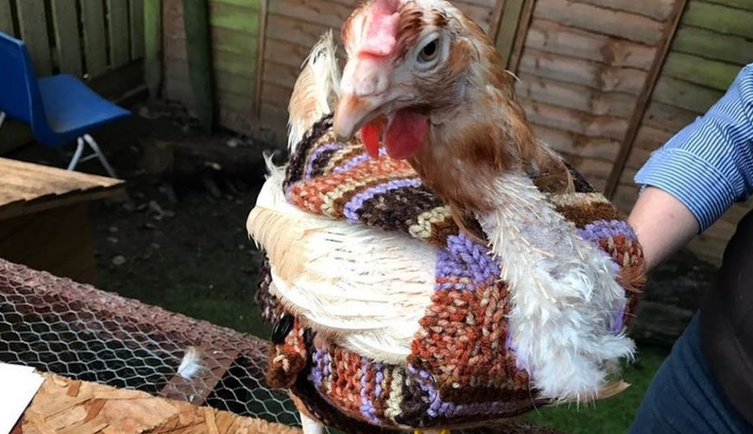 Some reasons of adopting a kitty.