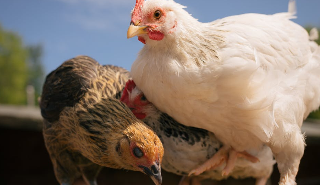 Will you choose a wooden cat house?