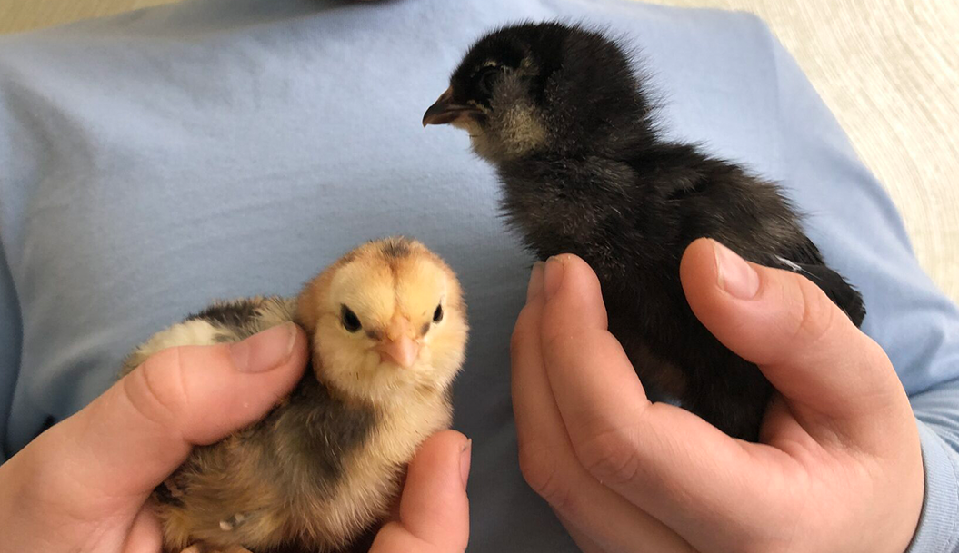 Is your indoor cat happy?