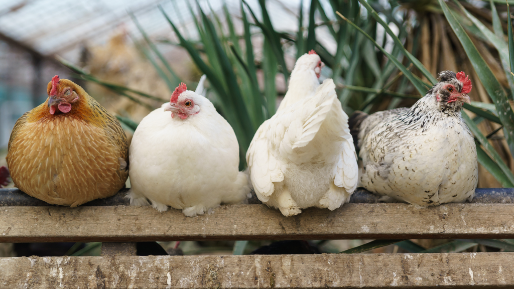 How to Predator-Proof a Chicken Coop?