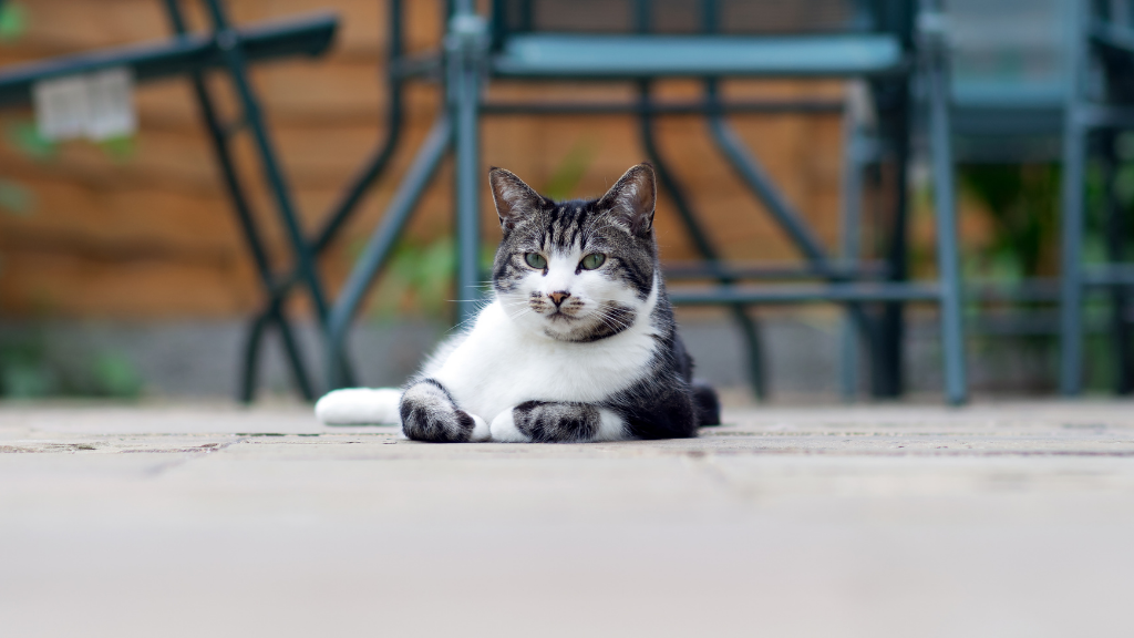 What Is a Catio?