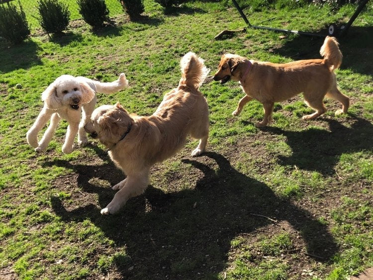 Dogs Playing Outdoor
