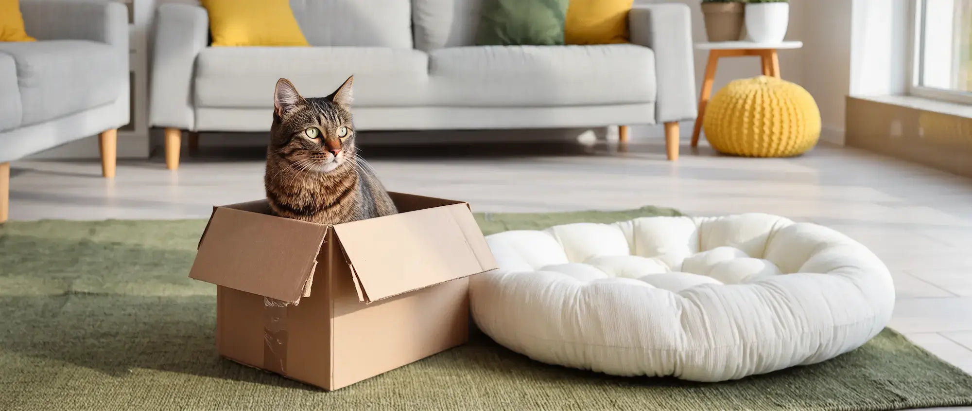 Tabby cat sitting inside a cardboard box in a cozy living room near a soft pet bed and window.