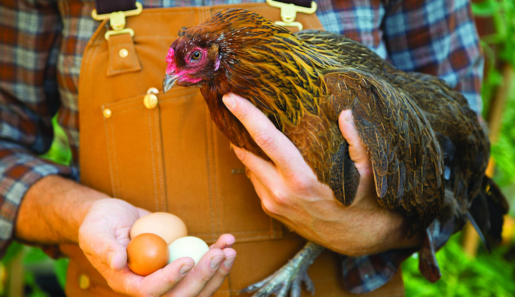 Some questions you need to think about before building your chicken coop