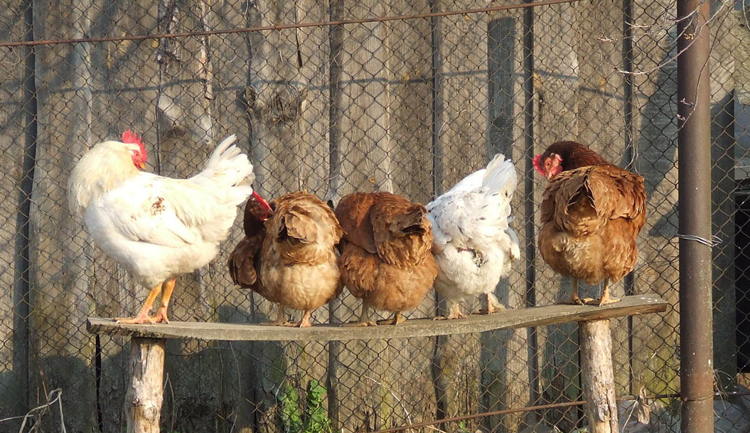 Does a chicken run need a roof?