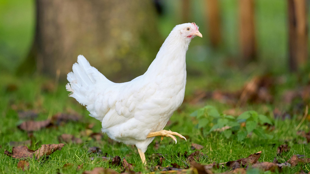 Chicken Run Flooring