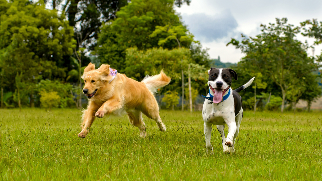 2 dogs playing outdoor