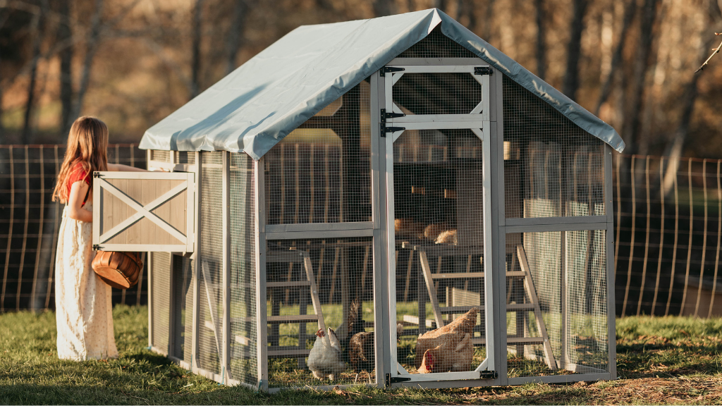 How to Keep a Clean Chicken Coop?