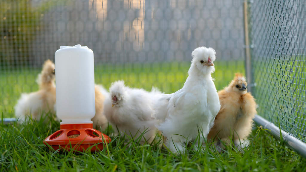 Chicken Coop Essentials
