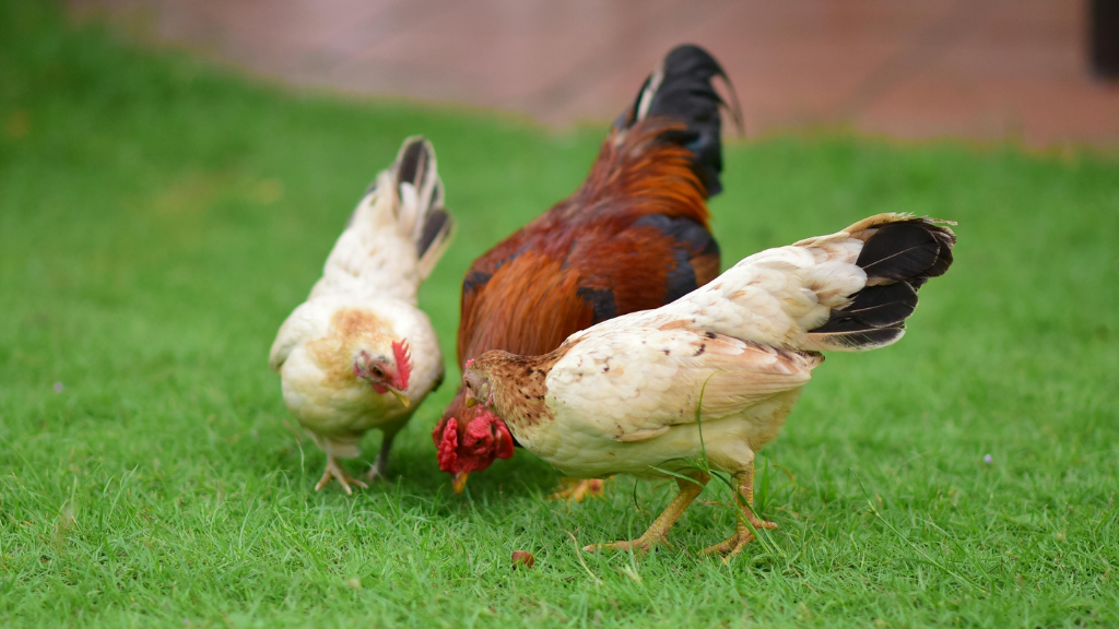 Chicken Coop vs. Chicken Tractor