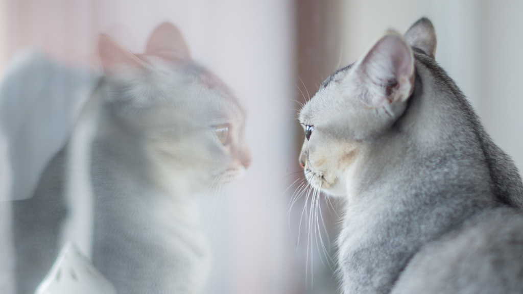 Cat Needs a Window Catio