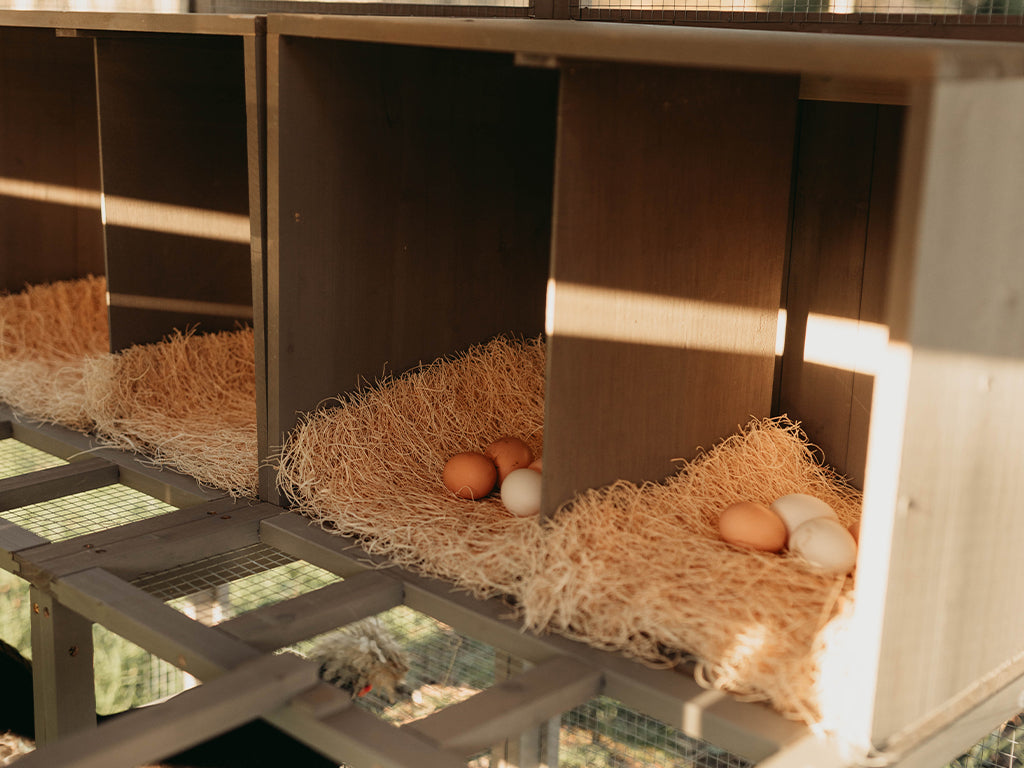 walk-in chicken coop with 8 nesting boxes