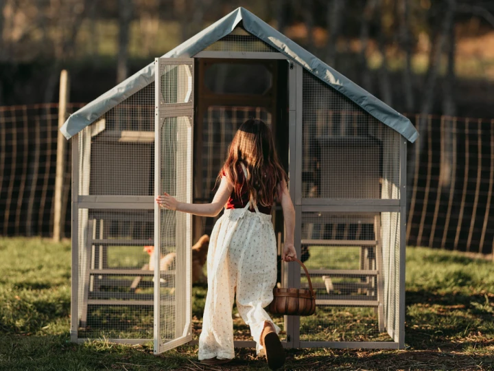 walk-in chicken coop for 8–12 chickens