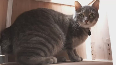 Two-Story Wooden Feral Cat Shelter with Asphalt Roof-04-GREYWHITE