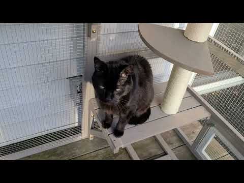 Expandable Multi-Cat Catio with 7 Platforms,2 Rooms, A Hammock & 2 Scratch Posts-PET91